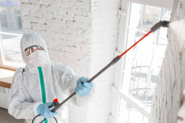 Best Mold Remediation for Vacation Homes  in USA